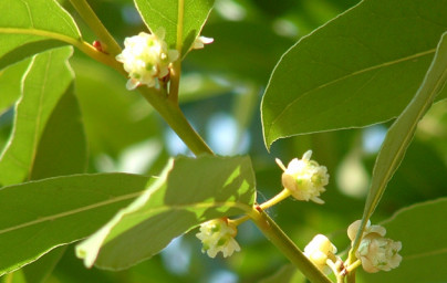 Lovor (Laurus nobilis) Lovor (Laurus nobilis)